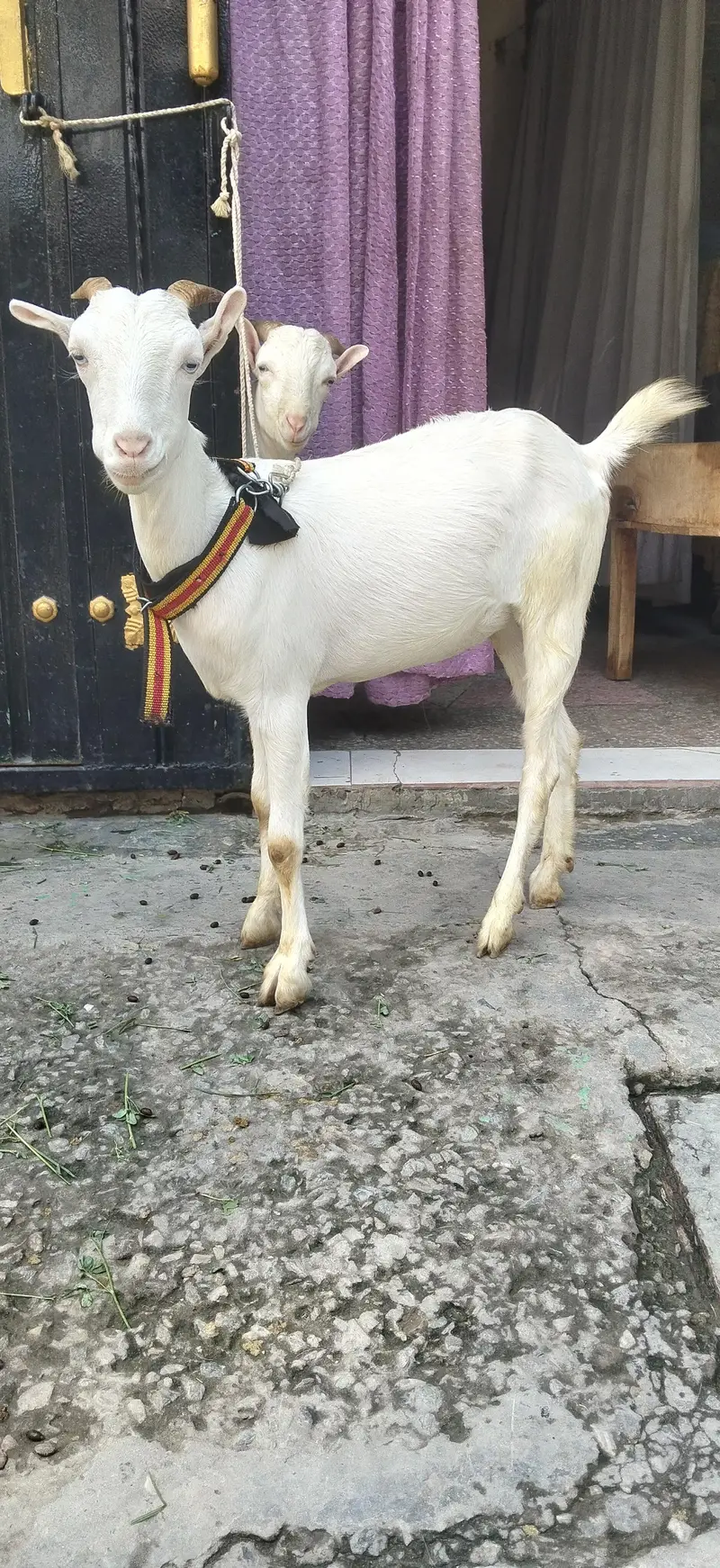Tedda Pair Doonda — photo 10