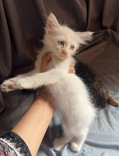Pair double coat persian