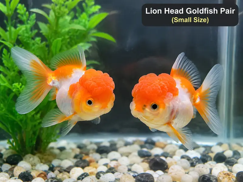 Lion head goldfish imported quality small size cheap price. . .