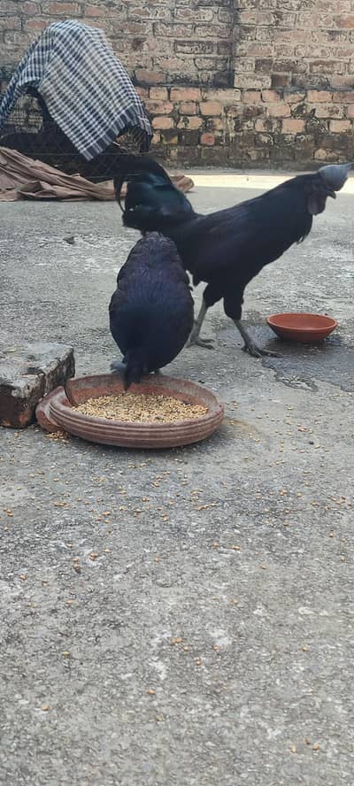ayam cemani pair for Sale