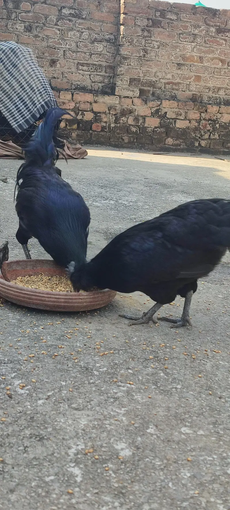 ayam cemani pair for Sale — photo 2