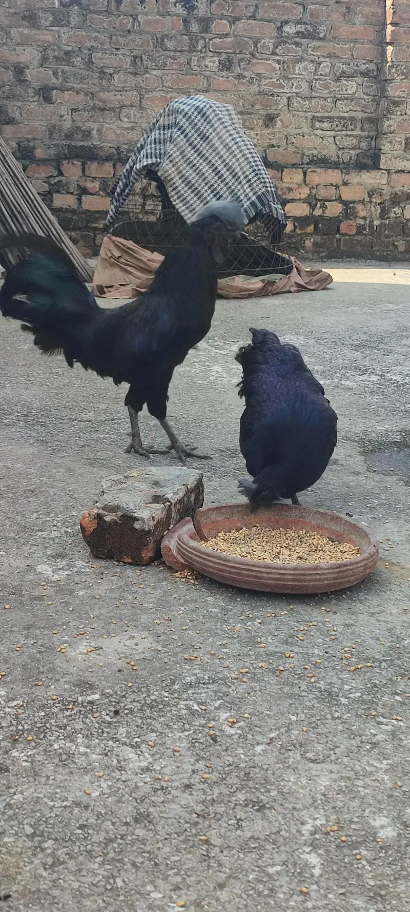 ayam cemani pair for Sale — photo 3