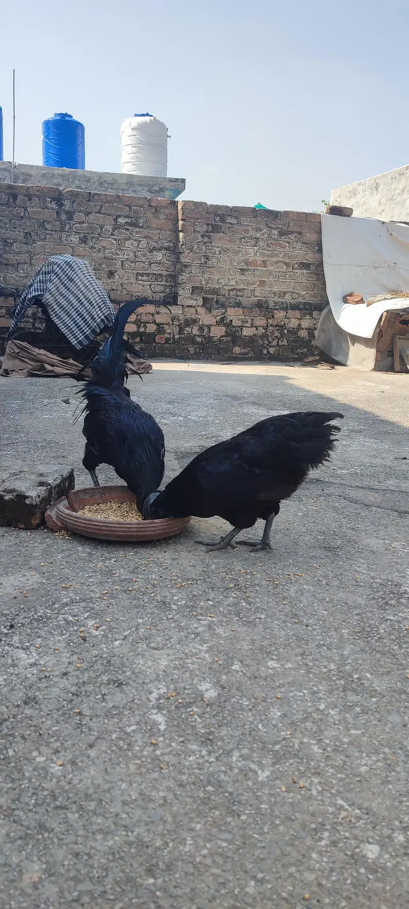 ayam cemani pair for Sale — photo 4