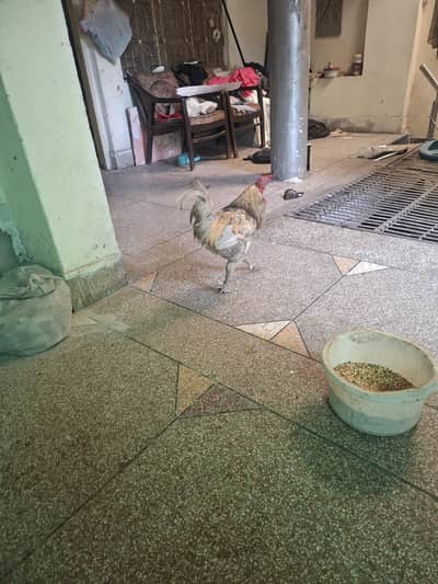 Desi Golden Misri Murgi and Green Foot Murga Urgent Sale!