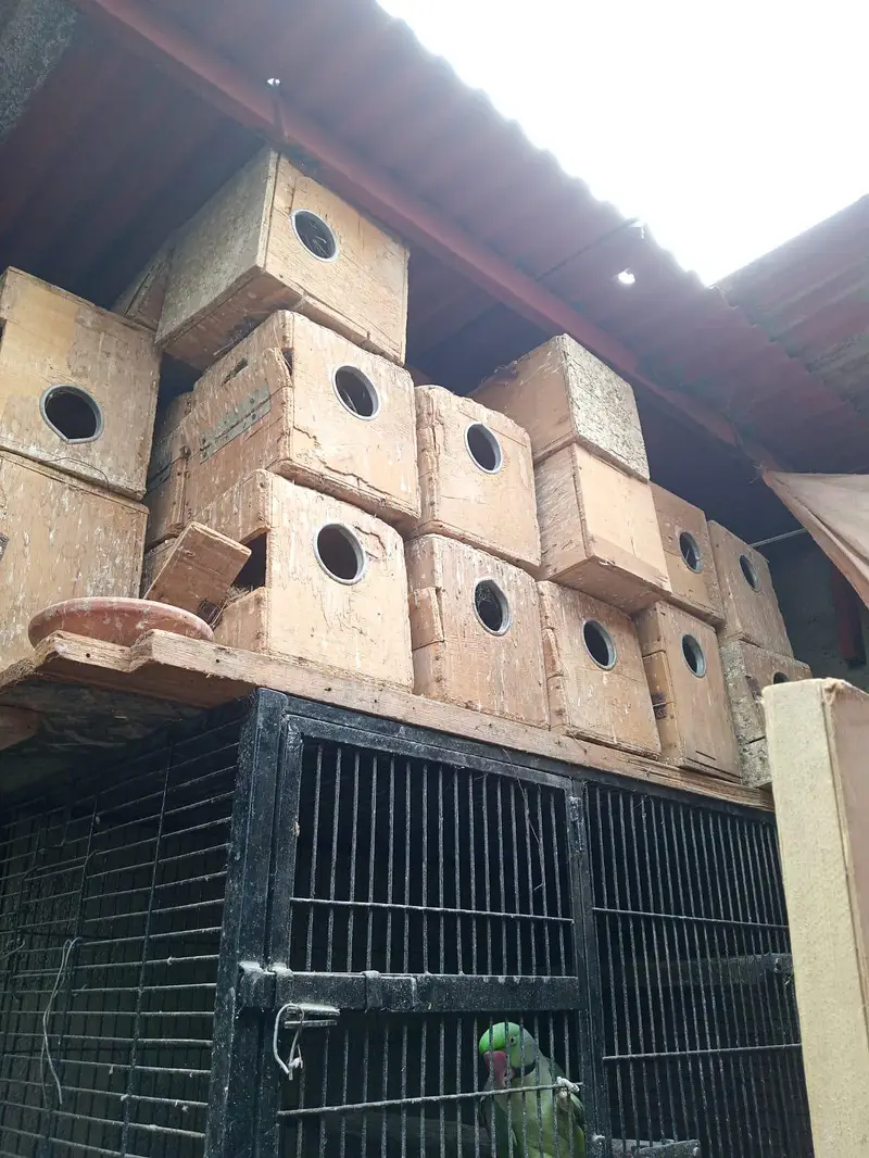 keker and pelai boxes — photo 2