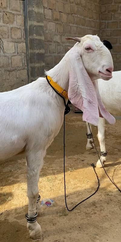 Gulabi Bakri For Sale