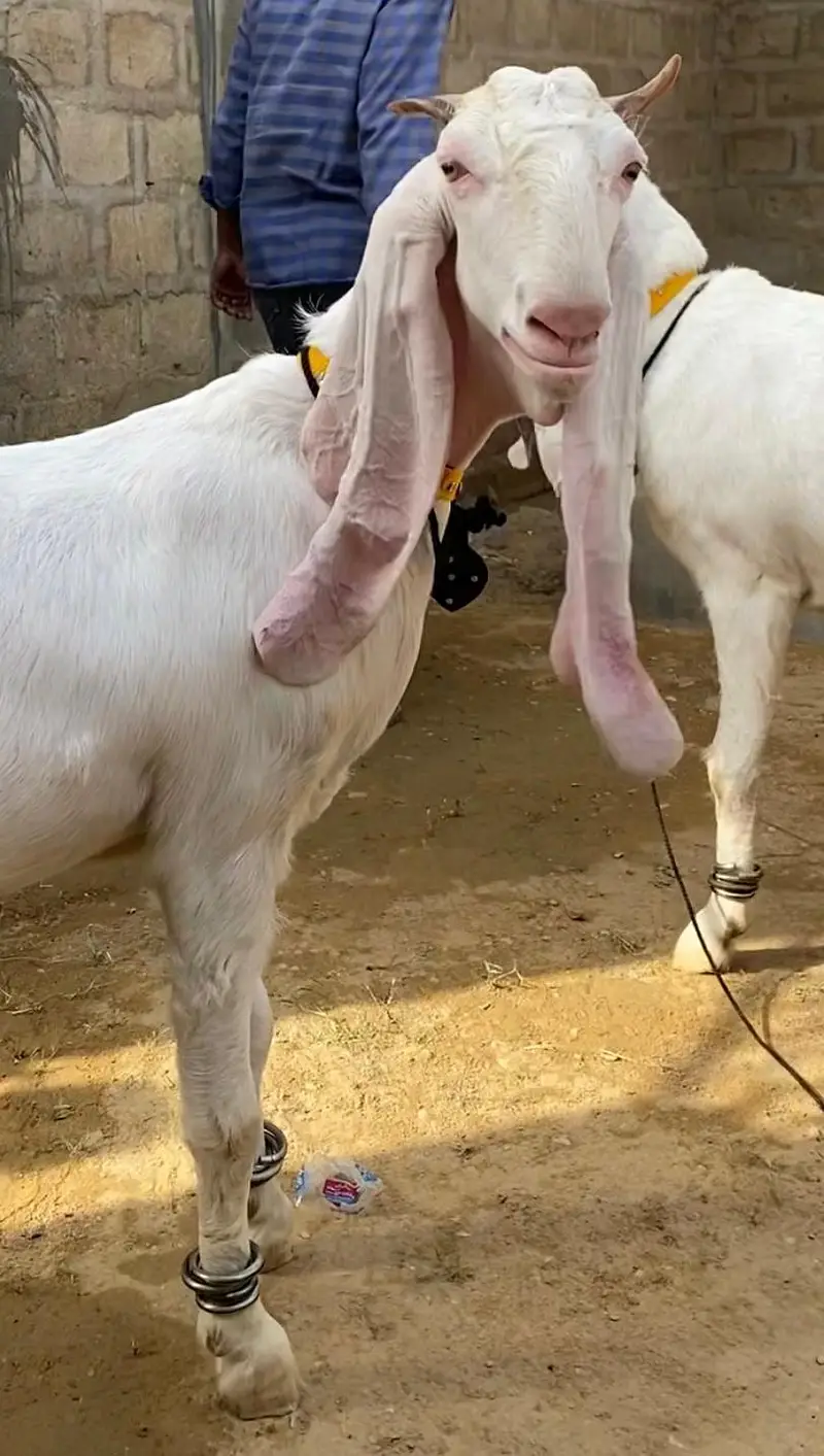 Gulabi Bakri For Sale — photo 2
