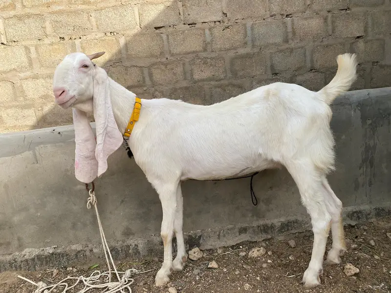 Gulabi Bakri For Sale — photo 3