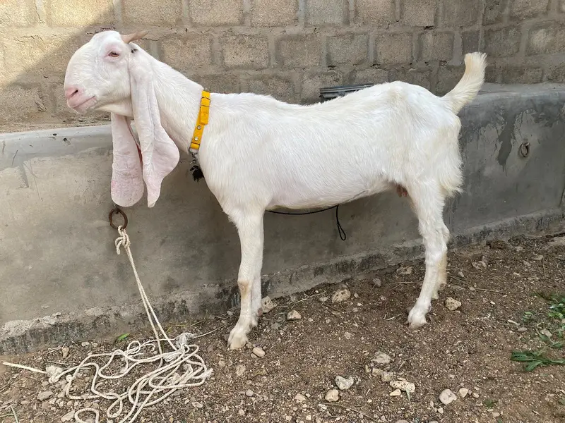 Gulabi Bakri For Sale — photo 4