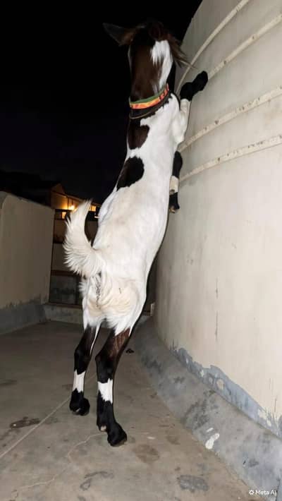 Bakra
