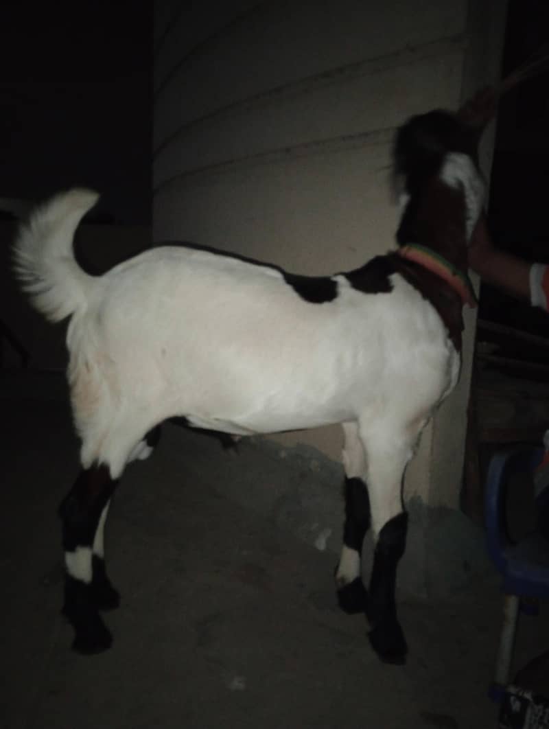 Bakra 1