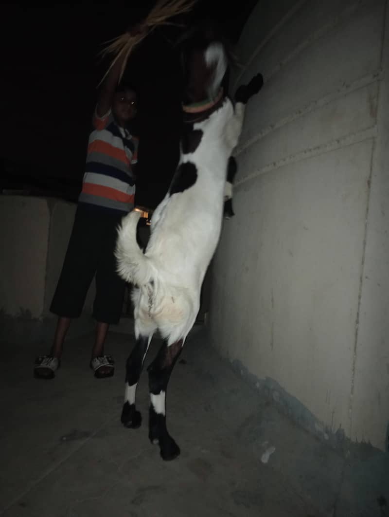 Bakra 2