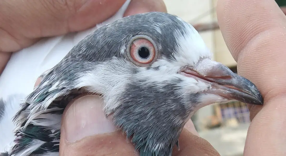 Tasweer waly birds — photo 3