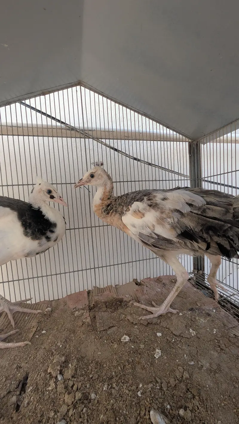 Active pair