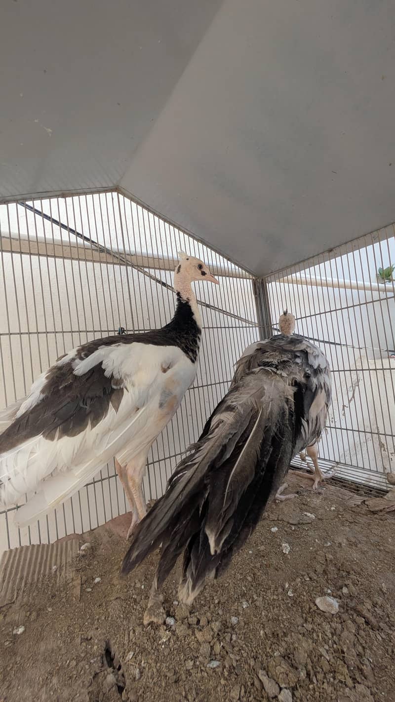 Active pair 2
