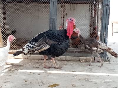 turkey trio