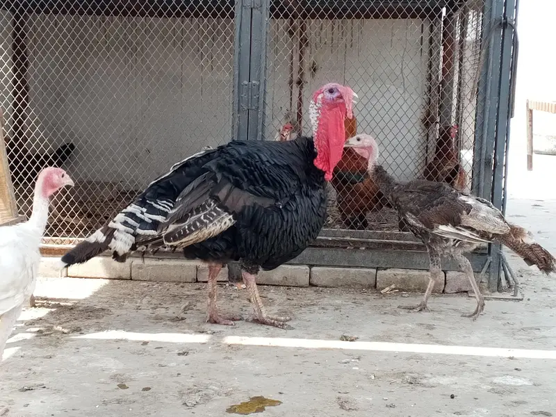 turkey trio