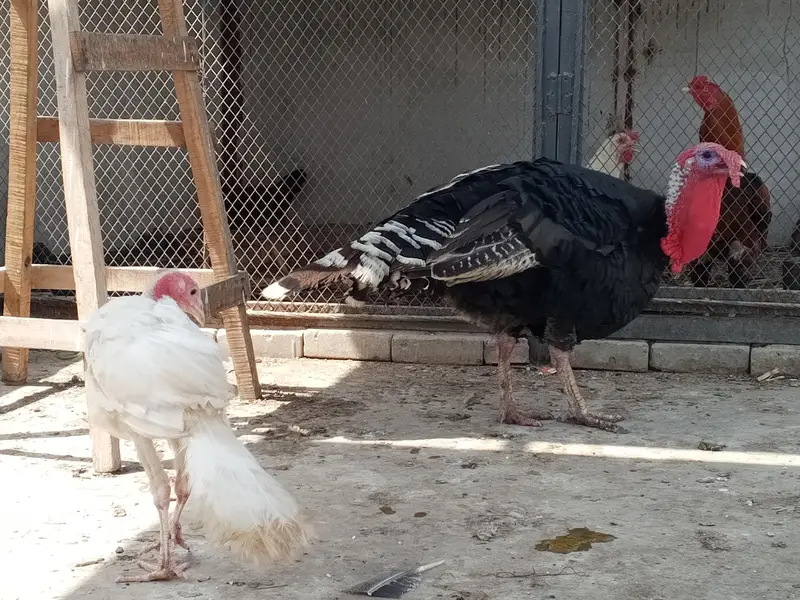 turkey trio — photo 2