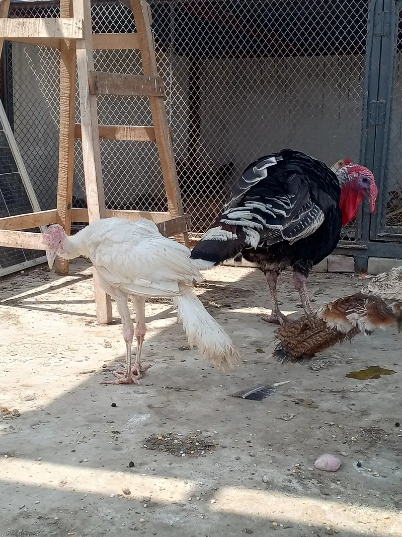 turkey trio — photo 3
