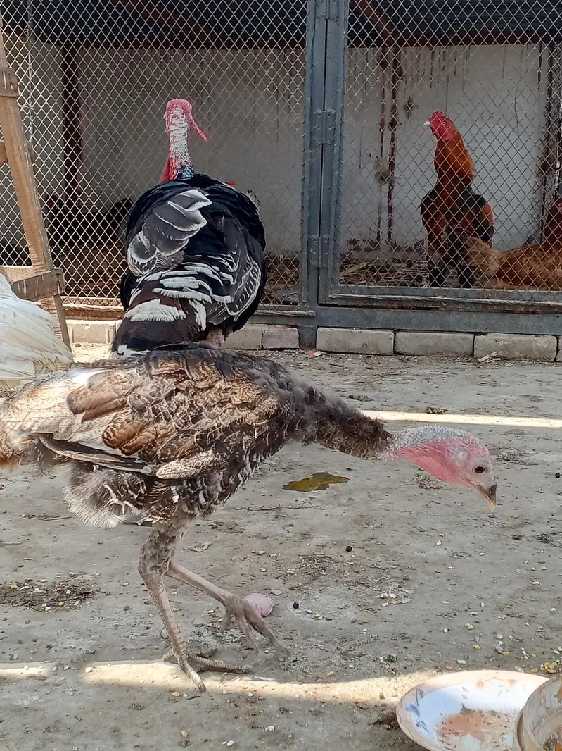 turkey trio — photo 4