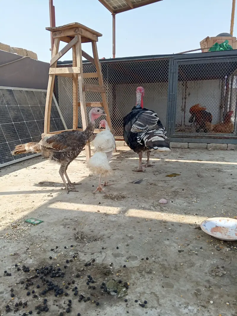 turkey trio — photo 5