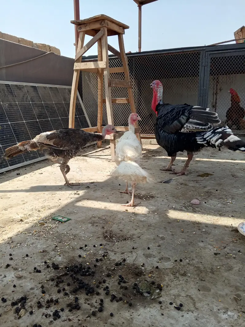 turkey trio — photo 6