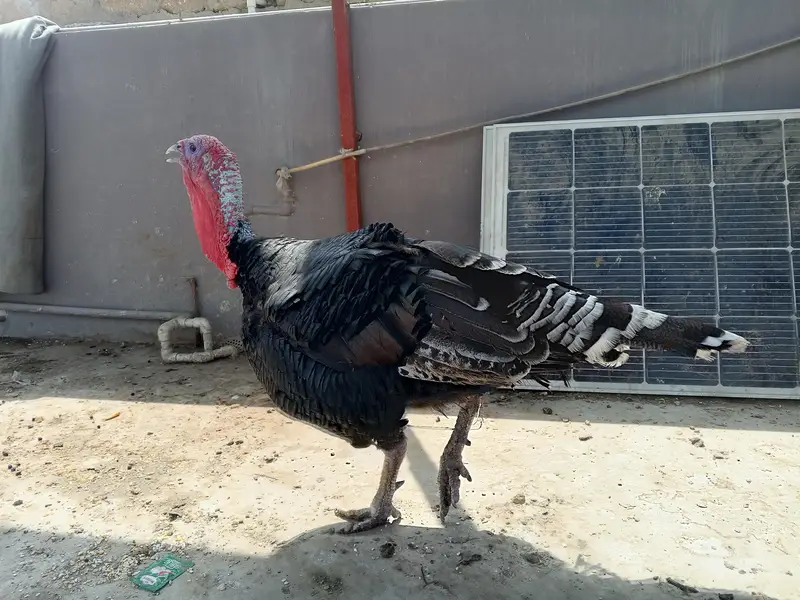 turkey trio — photo 7