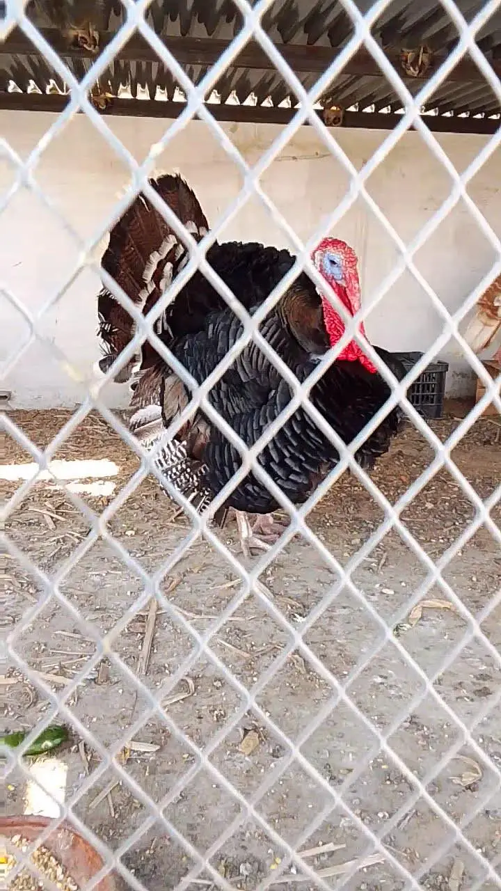 turkey trio — photo 8