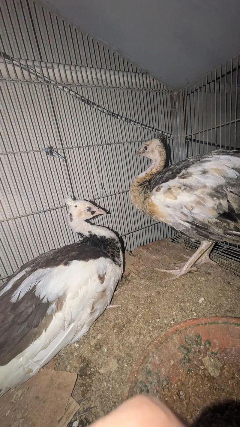 Active pair — photo 8
