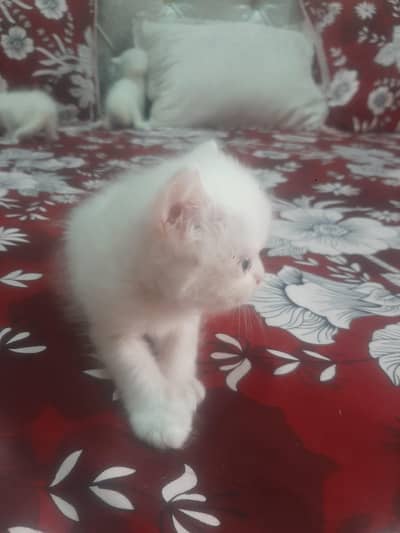 persion cat