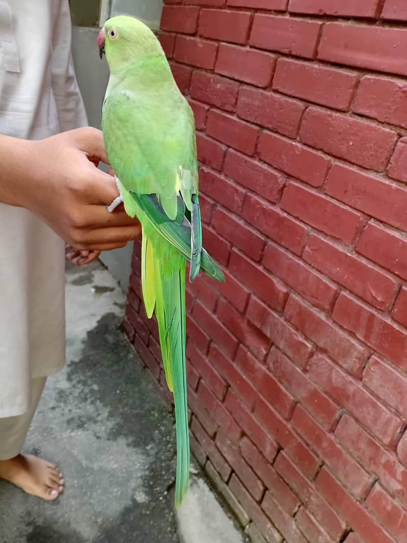 Green Ringneck 0