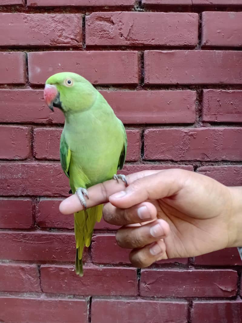 Green Ringneck 1