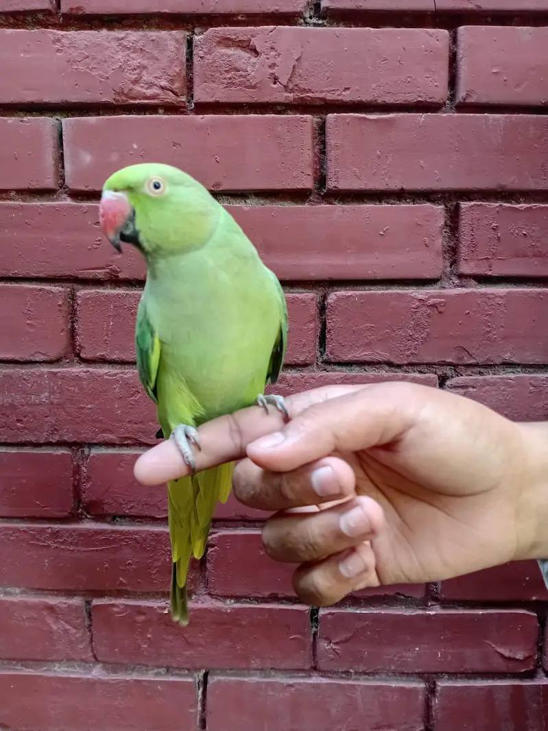 Green Ringneck — photo 2
