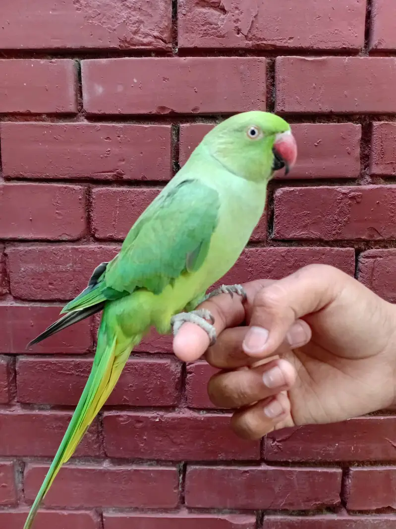 Green Ringneck — photo 3