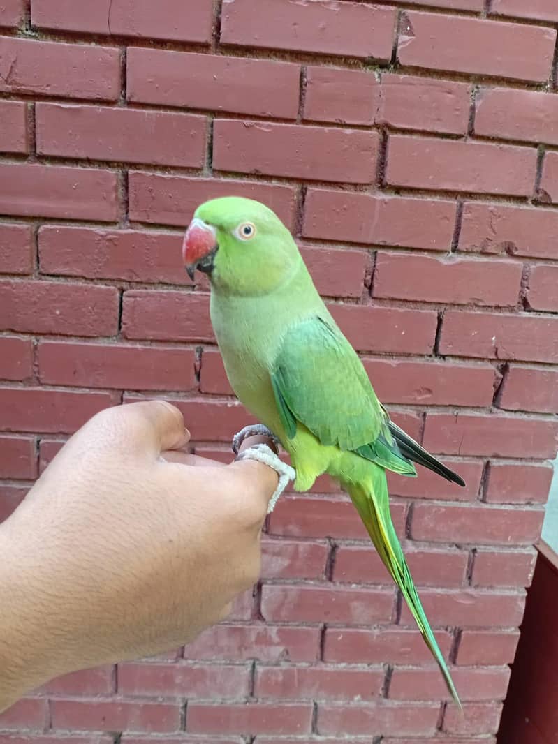 Green Ringneck 3