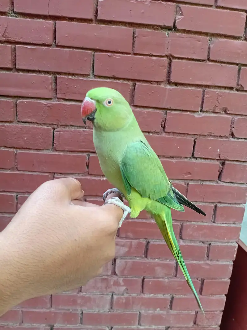 Green Ringneck — photo 4