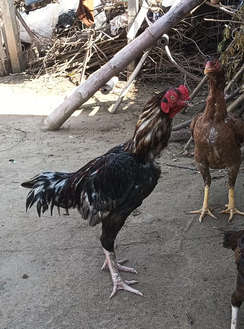 Aseel pair — photo 2