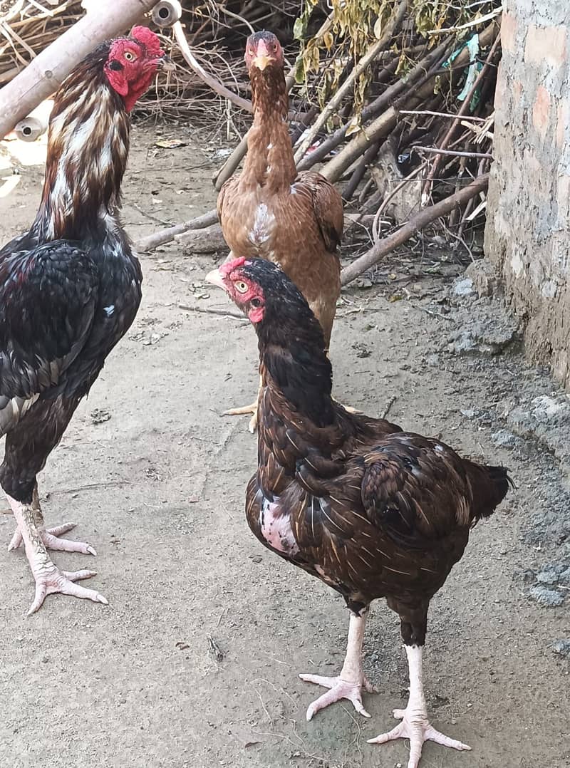 Aseel pair 2