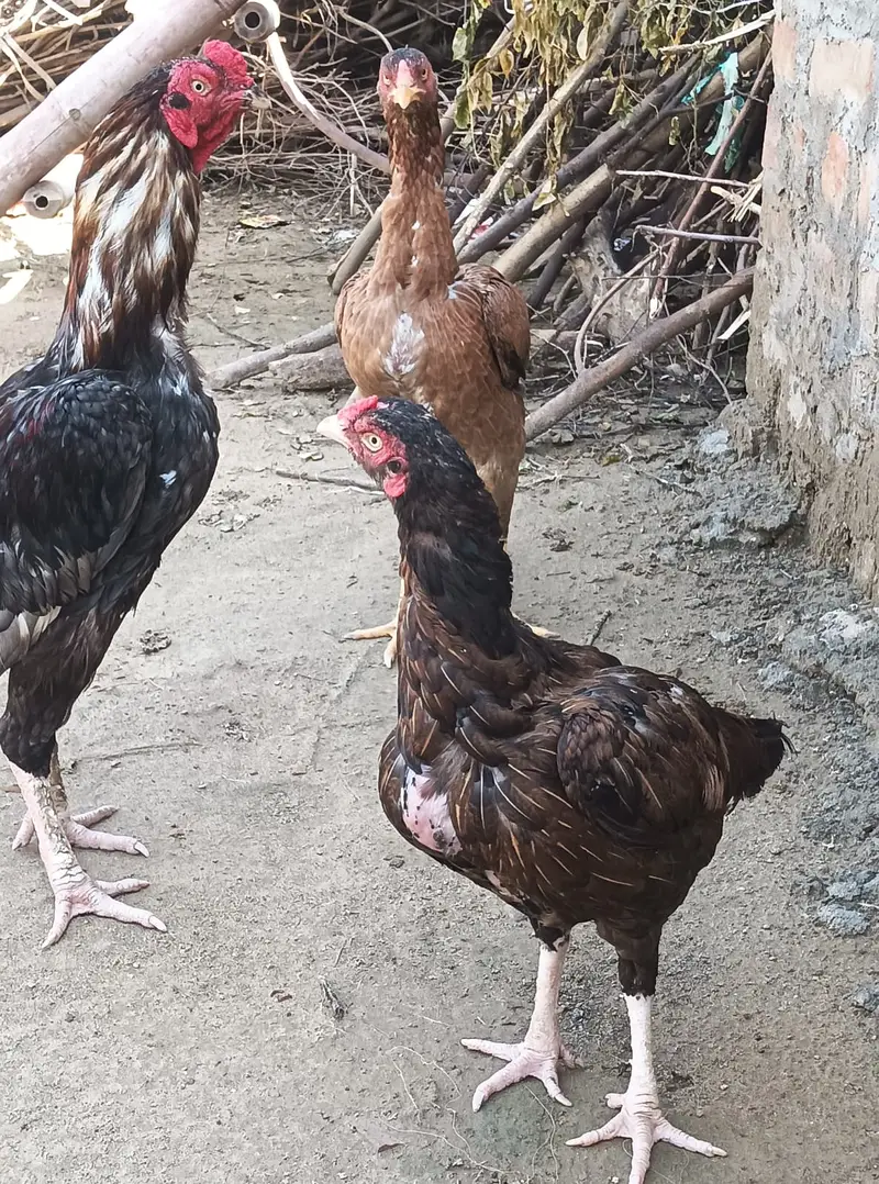 Aseel pair — photo 3