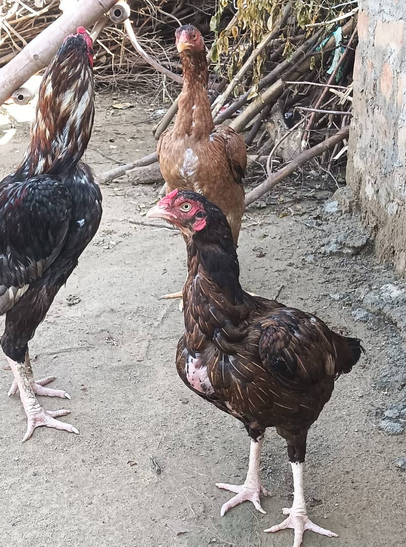 Aseel pair 3