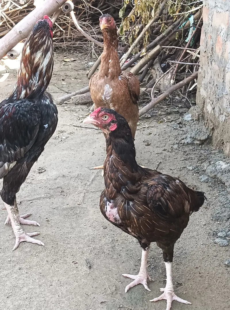 Aseel pair — photo 4