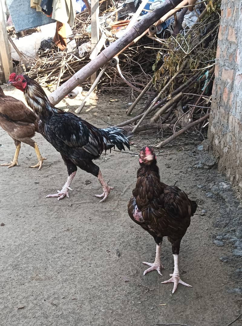 Aseel pair 6