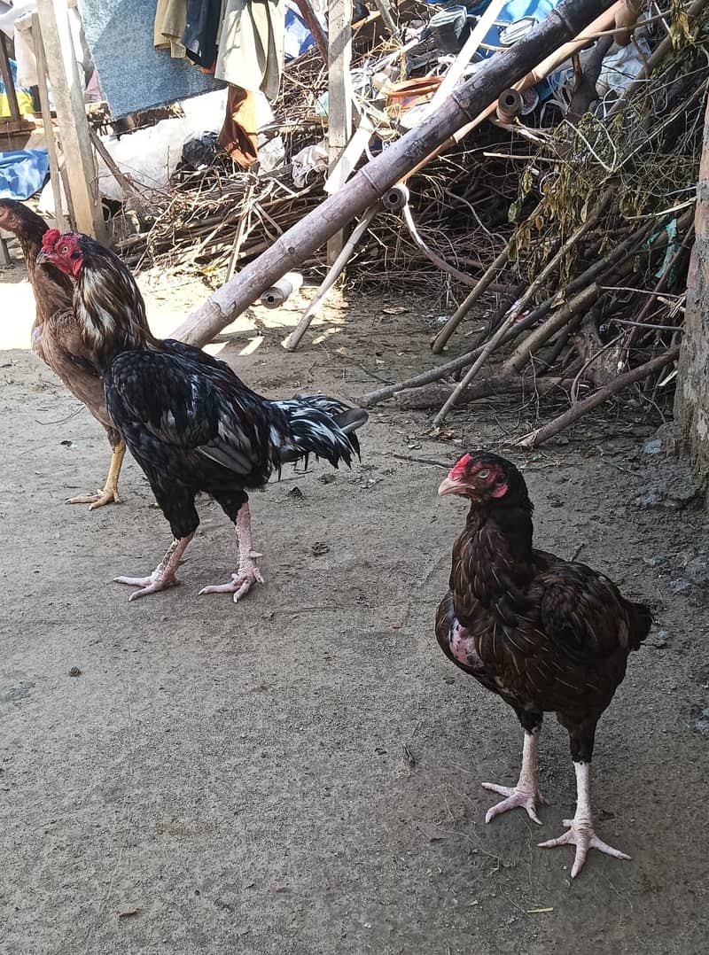 Aseel pair 7