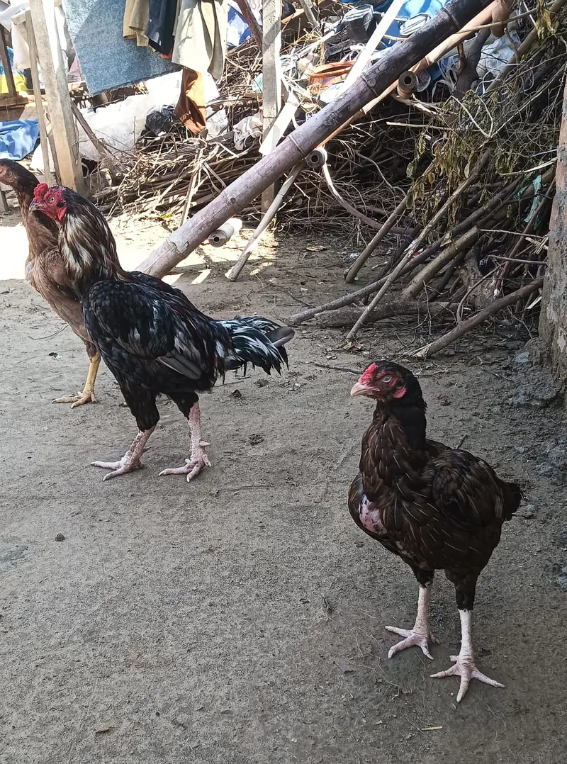Aseel pair — photo 8