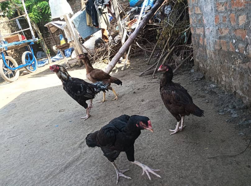 Aseel pair 8