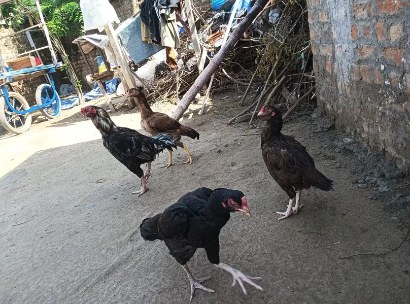 Aseel pair — photo 9