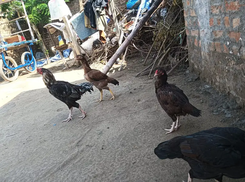 Aseel pair — photo 10