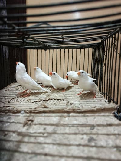 finch