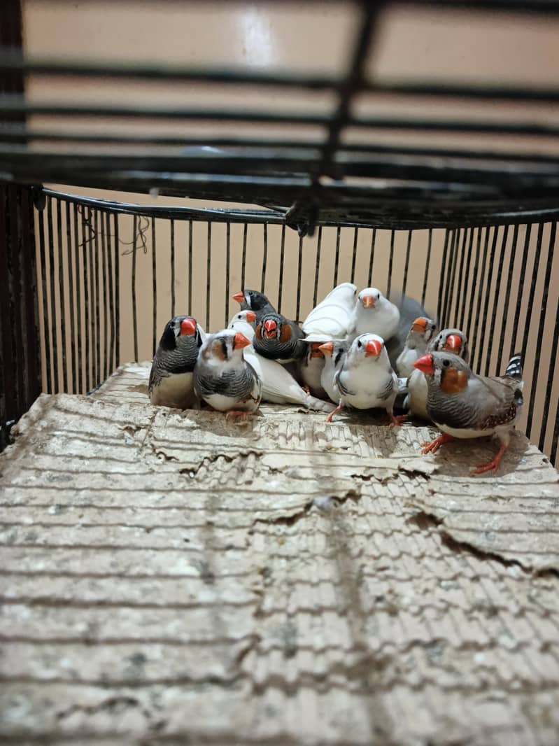 finch 1
