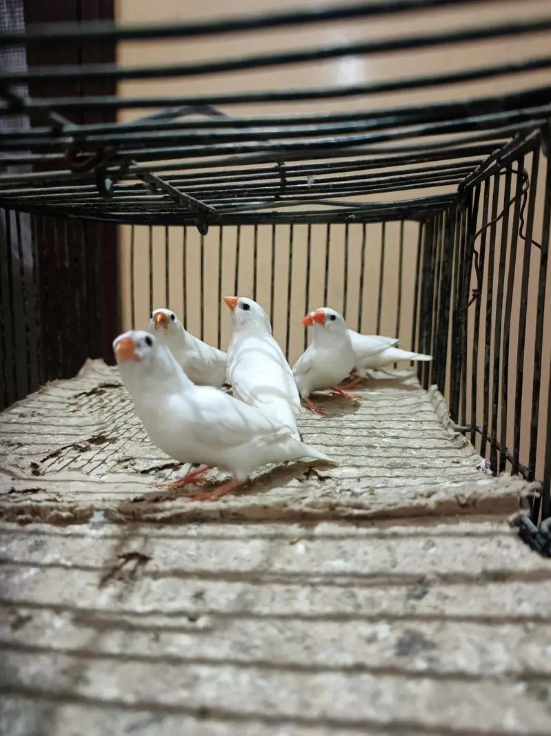 finch — photo 3